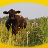 2014 NE Forage Field Day (1)-page-0