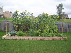 Cover photo for Backyard Farmers Workshop
