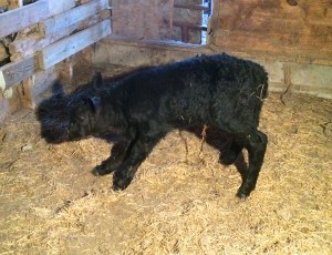 Cover photo for Preparing for Calving Season