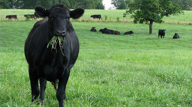 The Hidden Dangers of Lush Green Pastures | North Carolina Cooperative  Extension