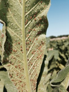 Cover photo for Tobacco Insect Scouting Report, July 31 2015