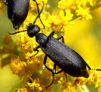 Cover photo for NCDA&CS Identifies Alfalfa Hay Contaminated With Blister Beetles