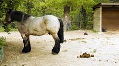 Cover photo for Smelly Gold: Manure Management for Equine