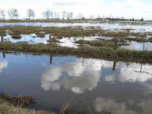 Cover photo for Hurricane Recovery for Livestock Operations