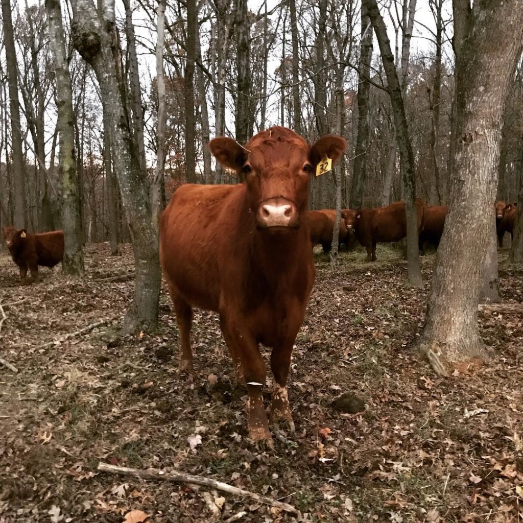 cows in a wooded area