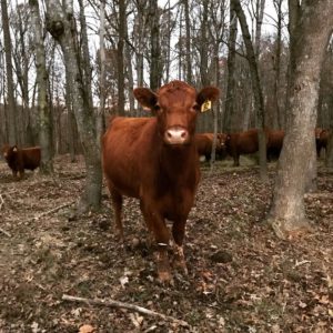 Cover photo for Livestock Survey for Existing and Aspiring Livestock Owners in Warren County