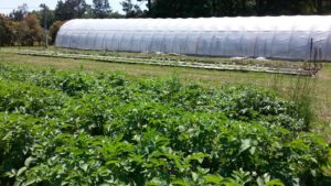 Cover photo for High Tunnel Workshop & Tour, 9/26 & 28