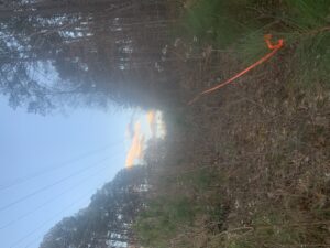 Cover photo for Timber Trespass: Recent Case Considers Value of Ornamentals