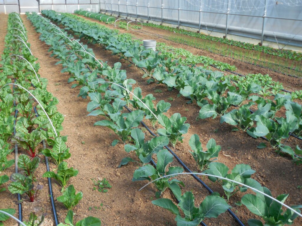 Vegetable plants in a high tunnel
