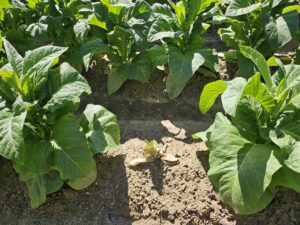 Cover photo for Thrips Flight and TSWV Risk Assessment Report – May 12, 2025