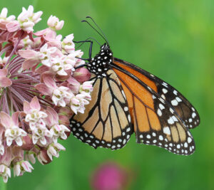 Monarch nectaring on common milkweed